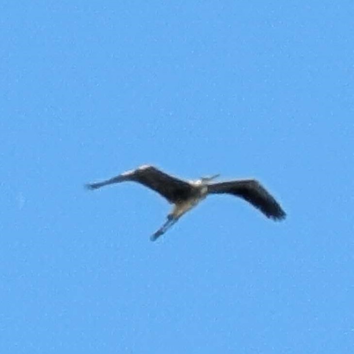 Picture of Ardea herodias